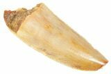 Serrated Raptor Premaxillary Tooth - Real Dinosaur Tooth #364710-1